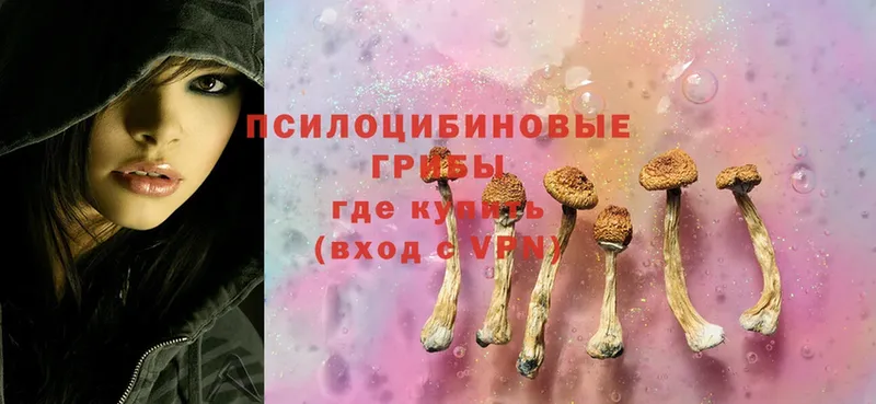 где купить наркоту  Мосальск  Псилоцибиновые грибы MAGIC MUSHROOMS 